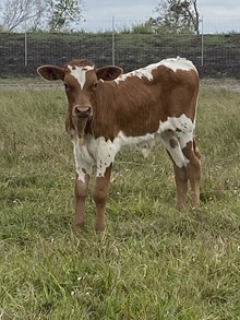 RD Ranch King
