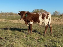 229 534 TCC U2 Bull Calf