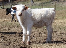 2020 STEER (HONEYSUCKLE SAFARI)