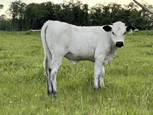 CR Little Butterbean Heifer