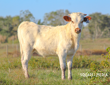 SEL Breeze Rio Notch Bull