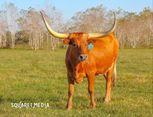 RD Dividend's Darling 