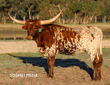 RD Texas Queen