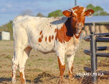 Dauntless Wildflower Heifer