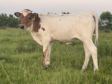 HL Rio's Lady Rangerette Heifer