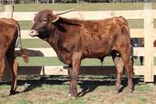 2020 STEER (ONE FINE CAT)