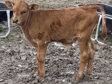 JH Kellyann Bull Calf