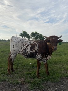 RD Texas Queen