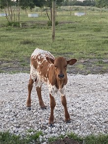TCC Red Hot Cinnamon Heifer Calf