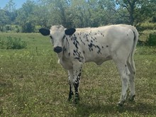 CR Just Essential Heifer Calf