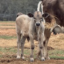 Dawn’s Early Desire bull calf
