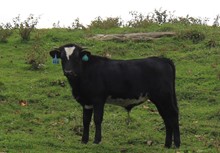 2021 BULL (MIDNIGHT TEMPTATION)