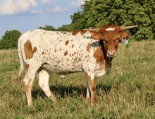 HL Greta