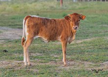 20/20 Idyllic Heifer Calf