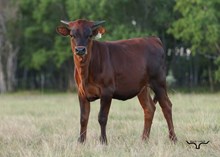 Kellyanne Heifer Calf