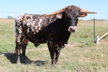 HL Crown's Golden Knight