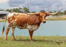 LTL Ginger Snap