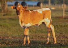 RD Lady Belle Bull Calf