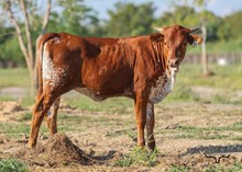 Pixie Belle Heifer Calf