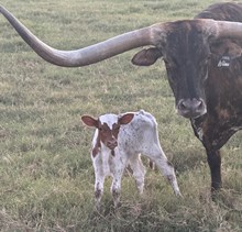 NACC Pearl Slaghoople