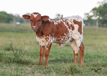 RD Phoenix Heifer Calf