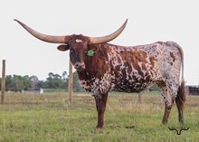 RD Texas Queen