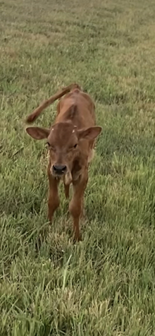 SEL Breeze Rio Notch Heifer