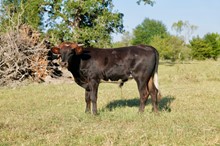 Playboy BCR (STEER)