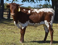 #2580 FL Cadillac Beauty x HL Double Barrel