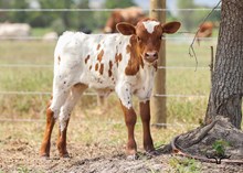 HL Rios Lady Rangerette Bull Calf